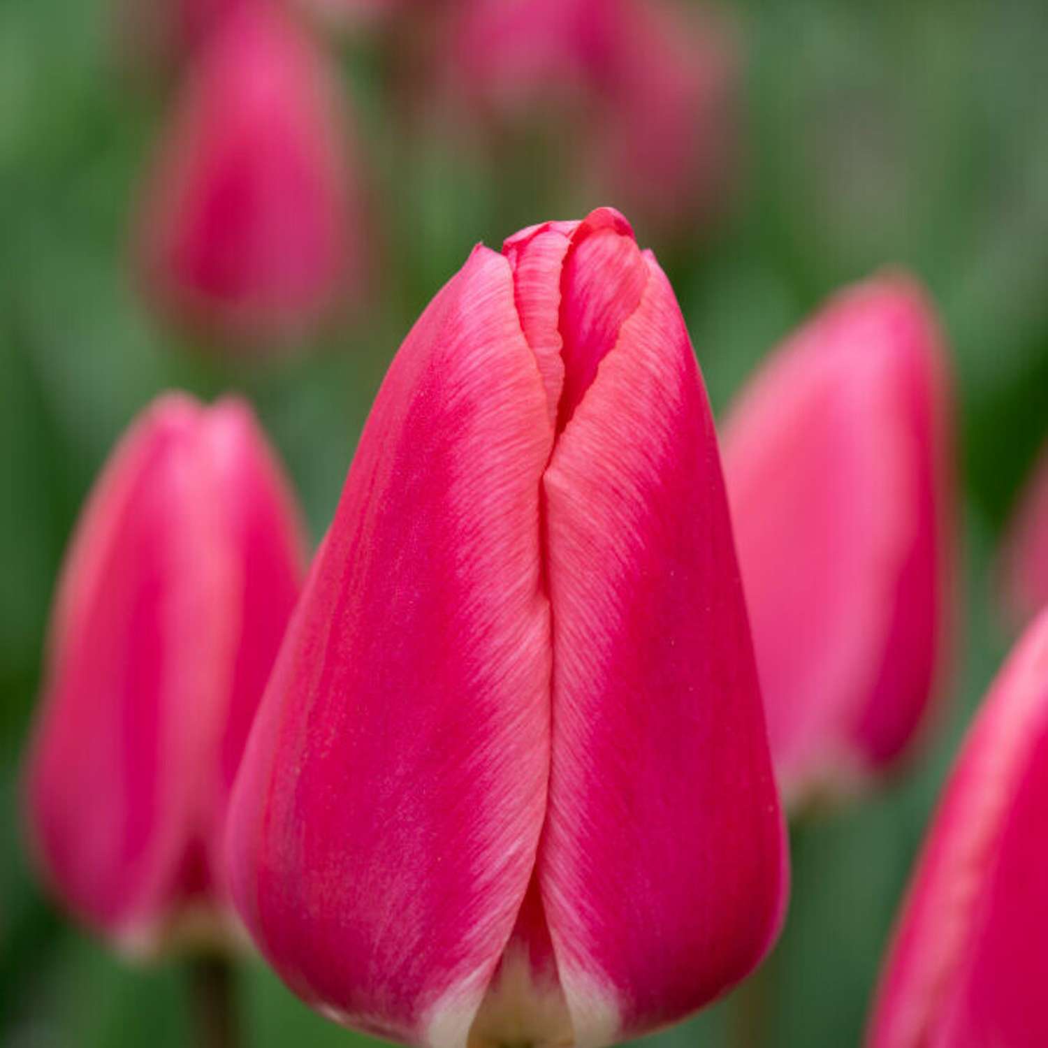 Tulipan 'Rosy Delight'